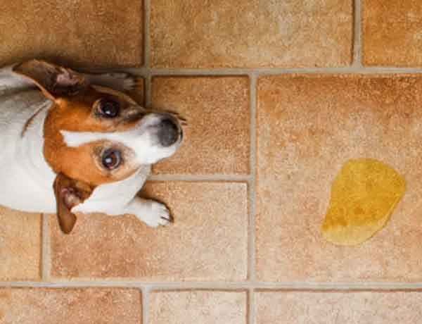 Comment nettoyer de l’urine de chien sur du carrelage