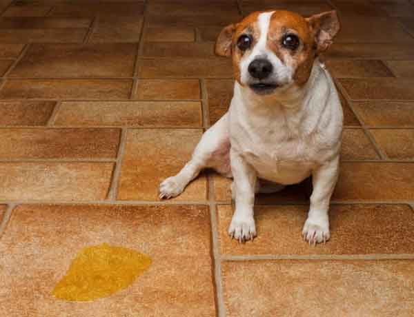 Comment nettoyer de l’urine de chien sur du carrelage