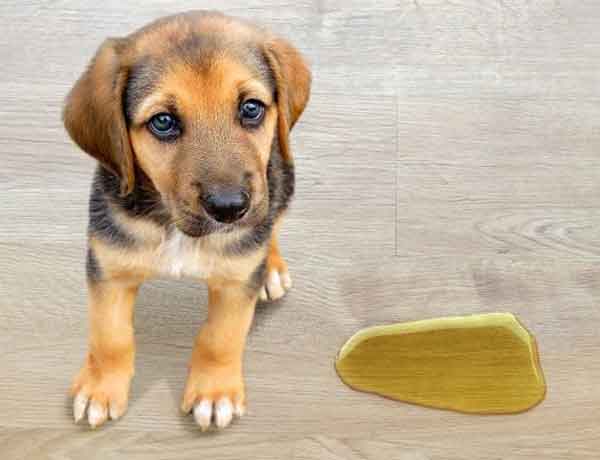 Comment nettoyer de l’urine de chien sur du carrelage