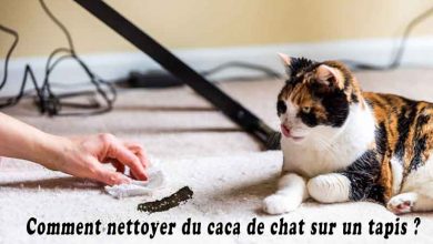 Comment nettoyer du caca de chat sur un tapis