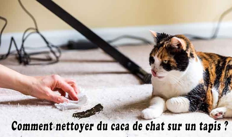 Comment nettoyer du caca de chat sur un tapis