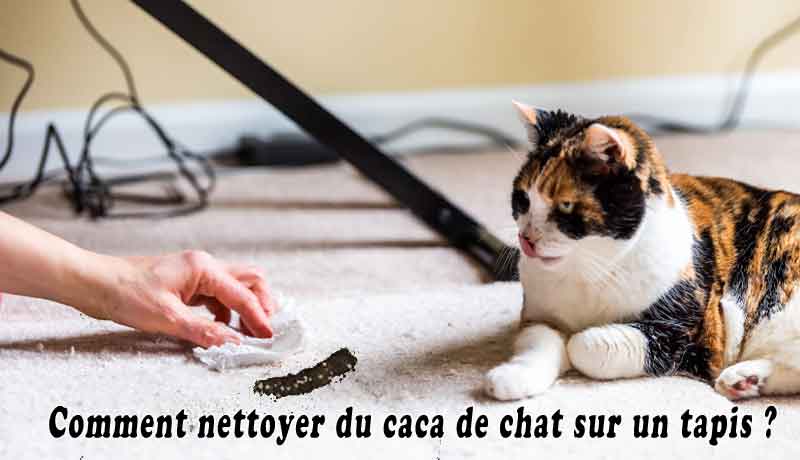 comment nettoyer un chat plein de caca