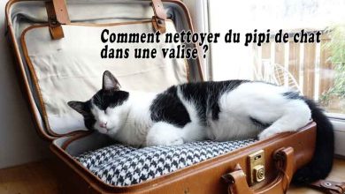 Comment nettoyer du pipi de chat dans une valise