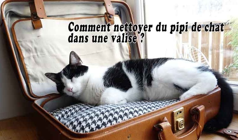 Comment nettoyer du pipi de chat dans une valise