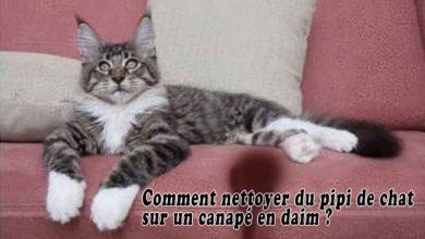 Comment nettoyer du pipi de chat sur un canapé en daim