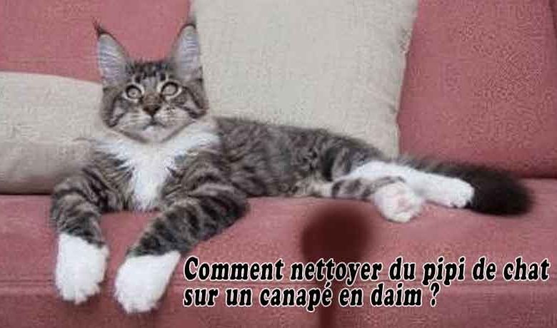 Comment nettoyer du pipi de chat sur un canapé en daim