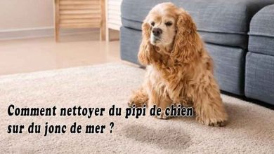 Comment nettoyer du pipi de chien sur du jonc de mer