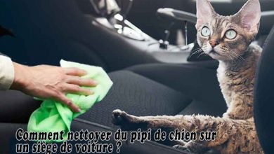 Comment nettoyer du pipi de chien sur un siège de voiture