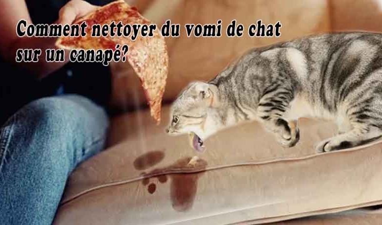 Comment nettoyer du vomi de chat sur un canapé