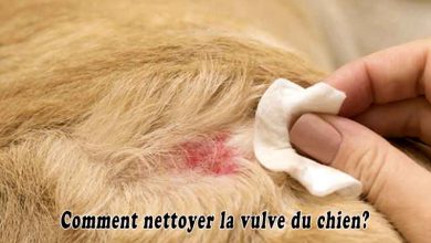 Comment nettoyer la vulve du chien