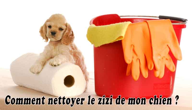 Comment nettoyer le zizi de mon chien