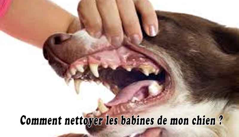 Comment nettoyer les babines de mon chien