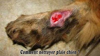 Comment nettoyer plaie chien