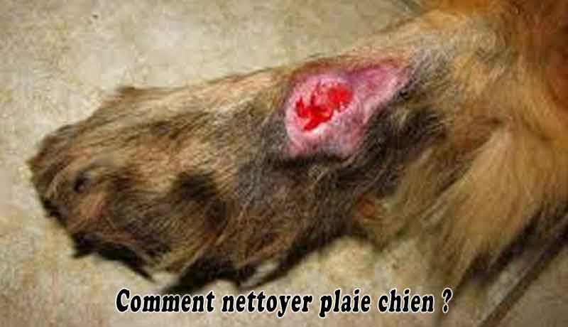 Comment nettoyer plaie chien