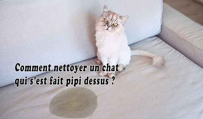 Comment nettoyer un chat qui s’est fait pipi dessus