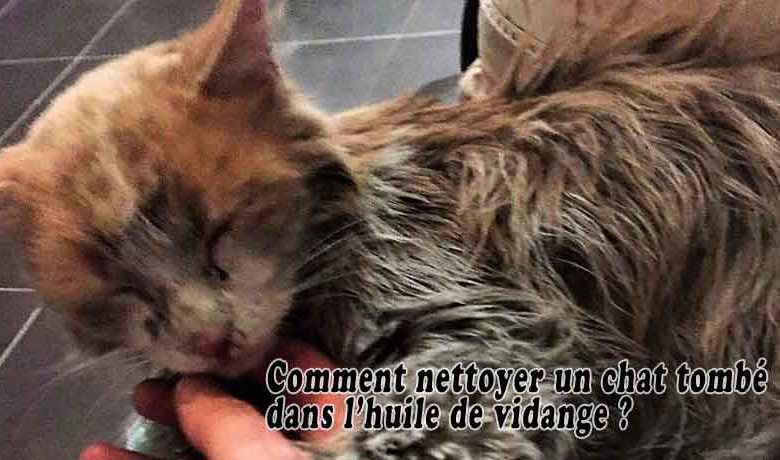 Comment nettoyer un chat tombé dans l'huile de vidange