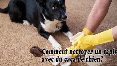 Comment nettoyer un tapis avec du caca de chien?