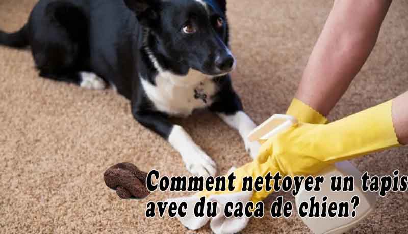 Comment nettoyer un tapis avec du caca de chien?