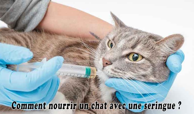 Comment nourrir un chat avec une seringue