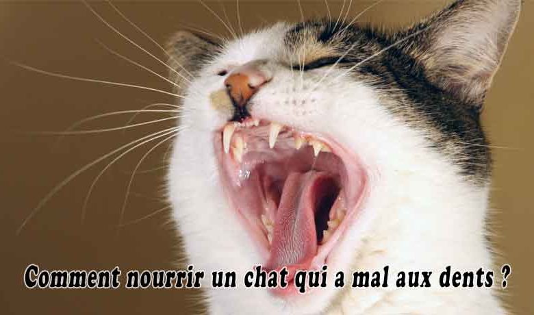 Comment nourrir un chat qui a mal aux dents