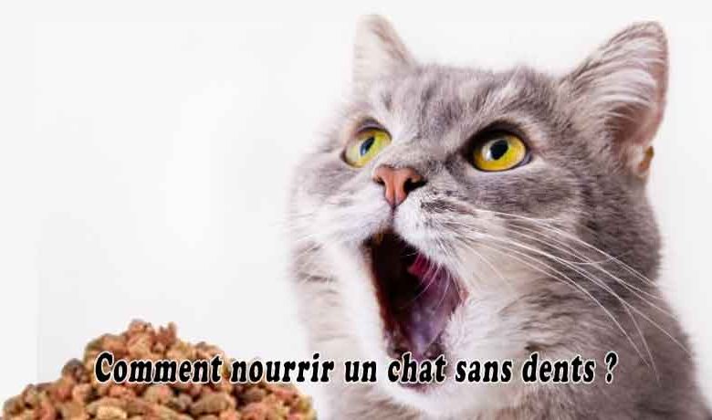 Comment nourrir un chat sans dents