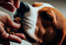 Comment nourrir un chien beagle