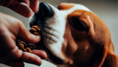 Comment nourrir un chien beagle