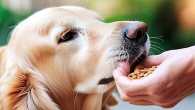 Comment nourrir un chien golden retriever?