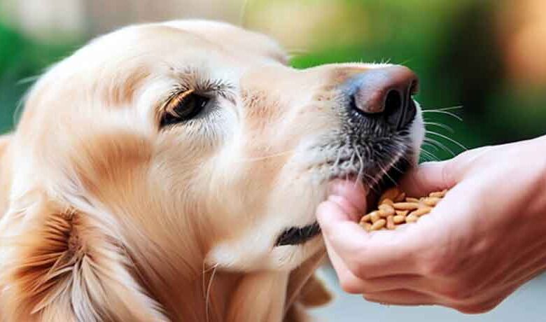 Comment nourrir un chien golden retriever?