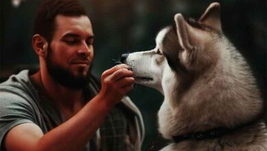 Comment nourrir un chien husky