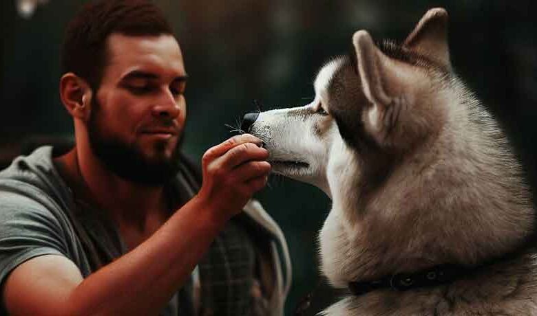 Comment nourrir un chien husky