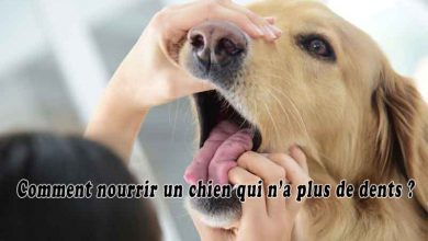 Comment nourrir un chien qui n’a plus de dents