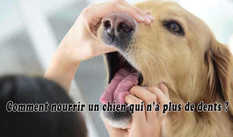 Comment nourrir un chien qui n’a plus de dents