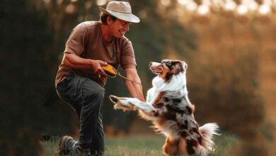 Comment occuper son chien berger australien?