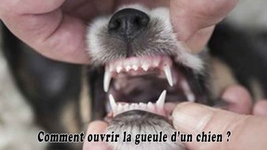 Comment ouvrir la gueule d’un chien