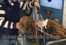 Comment ouvrir une station de lavage pour chien