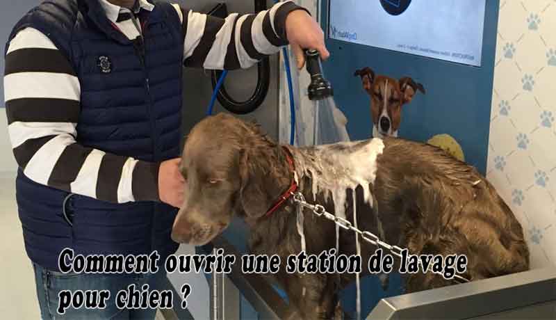 Comment ouvrir une station de lavage pour chien