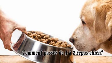 Comment passer de 3 à 2 repas chien