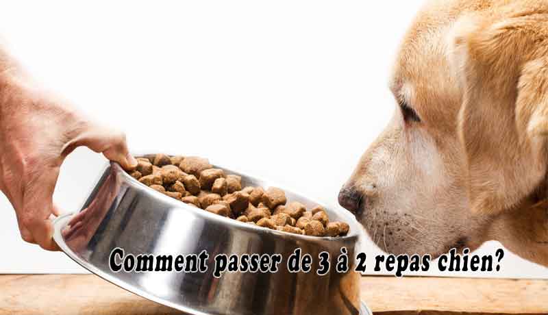 Comment passer de 3 à 2 repas chien