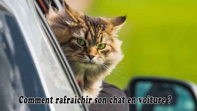 Comment rafraichir son chat en voiture