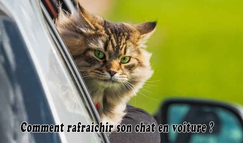 Comment rafraichir son chat en voiture