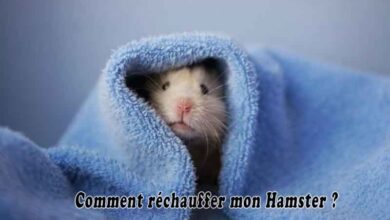 Comment réchauffer mon Hamster ?