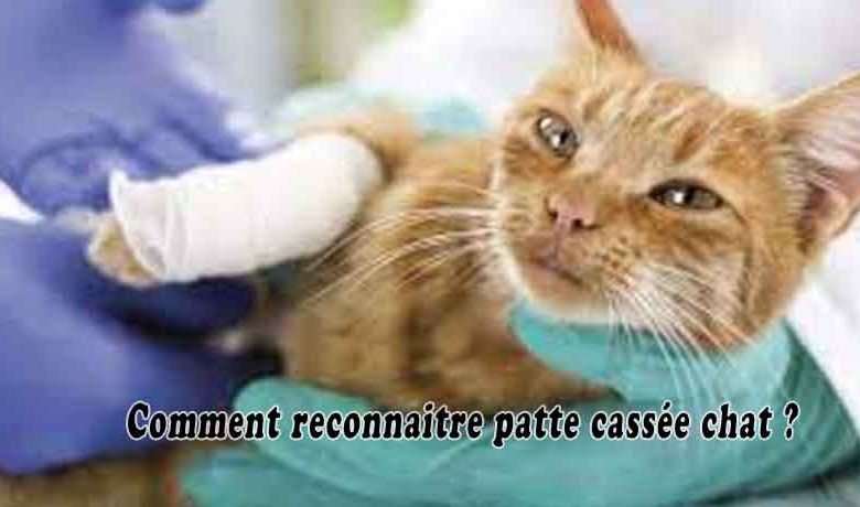 Comment reconnaitre patte cassée chat