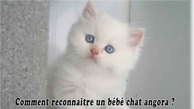 Comment reconnaitre un bébé chat angora