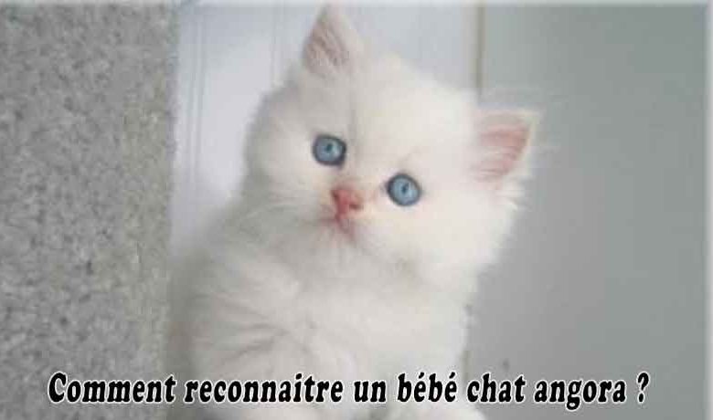 Comment reconnaitre un bébé chat angora