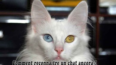 Comment reconnaitre un chat angora