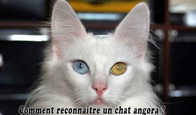 Comment reconnaitre un chat angora