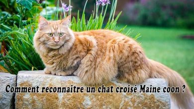 Comment reconnaitre un chat croisé Maine coon