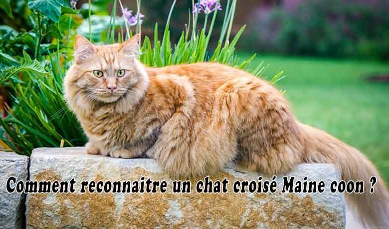 Comment reconnaitre un chat croisé Maine coon