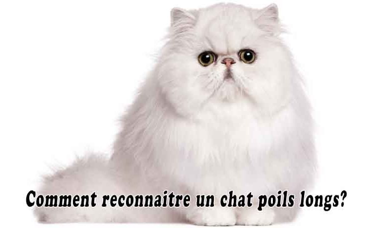 Comment reconnaitre un chat poils longs